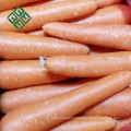 High quality carrot in china fresh carrot chinese carrot